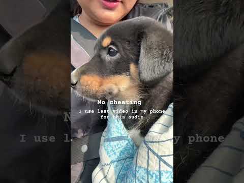 Viral Audio |.